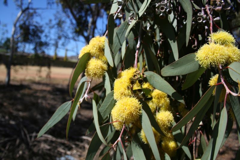 Zitroneneukalyptus (Eucalyptus citriodora) 7 Samen