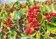 Cesmína paraguayská (Ilex paraguariensis) 10 semen