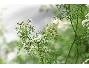 Coriandolo