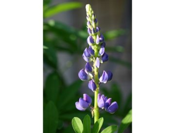 Lobelia