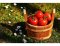 Cultivez vos tomates. Votre propre récolte des fruits du paradis a le meilleur goût !