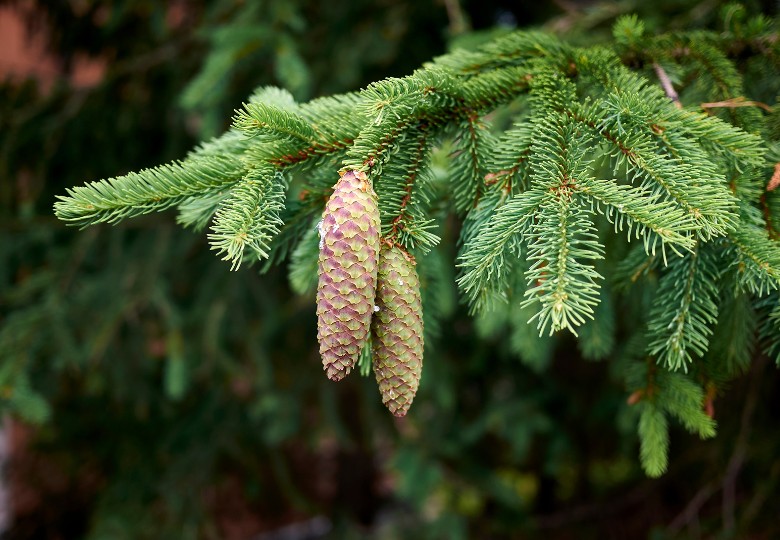 Smrk tibetský (Picea smithiana) 10 semen