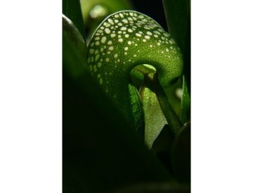 Darlingtonia