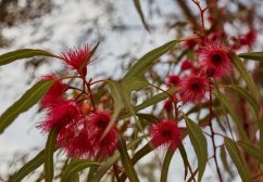 Štětkovec citrónový (Callistemon citrinus) cca 30 semen