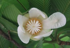 Dilenie indická (Dillenia indica) 5 semen