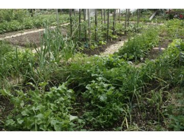 Deshazte de la jungla en el jardín, ¡acabad con las malas hierbas!