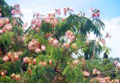 Akácie perská Albízie (Albizia julibrissin) 2 semena