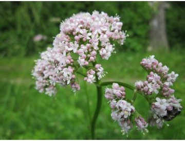Valeriana