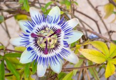 Mučenka modrá (Passiflora caerulea) 5 semen