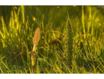Horsetail