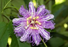 Mučenka sladká (Passiflora ligularis) 4 semena