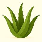 Aloe