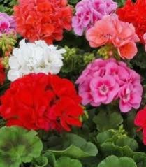 AG Biomin - hnojivo na muškáty 500 g