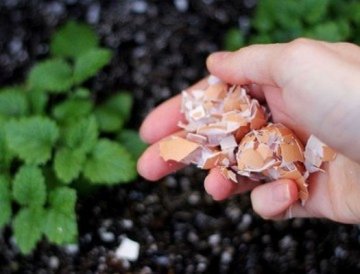 7 naturliga gödselmedel och spraymedel