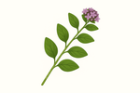 Oregano