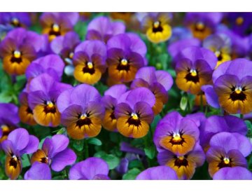 Pensamiento (Violeta)