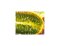 Kiwano - l'ancêtre juteux du melon