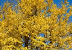 Zlatožluté podzimní zbarvení listů jinanu dvoulaločného (Ginkgo biloba) na větvích stromu proti jasnému modrému nebi během podzimu