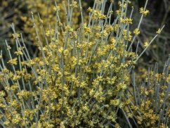 Chvojník křehký (ephedra fragilis) 8 semen