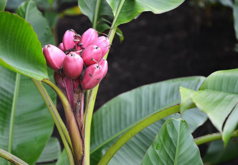 Banánovník Velutina (Musa velutina) 5 semen