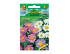 Hvězdnice alpská (Aster alpinus)