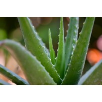 Exotické léčivé rostliny - Druh - Bulbine