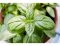 Le basilic - une herbe aromatique et un remède efficace