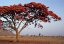 Hořící strom (Delonix regia) 5 semen