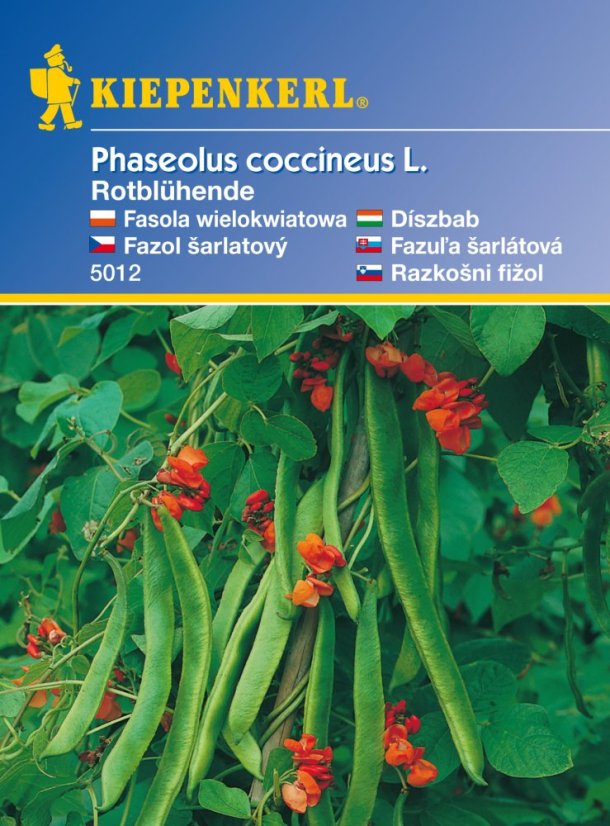Fazole nádherná, červeně kvetoucí