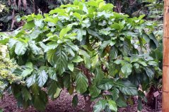 Noni citrusolistá (Morinda citrifolia) 7 semen