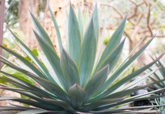 Agave Garcia mendoza siniharmaine kapealehtisine ruusukkeineen oranssein lehtireunoin kasvamassa puutarhaympäristössä Agave Garcia mendoza siniharmaine kapealehtisine ruusukkeineen oranssein lehtireunoin kasvamassa puutarhaympäristössä