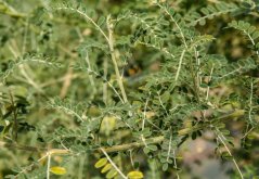 Planta verde de hierba africana Sutherlandia frutescens con hojas ovaladas pequeñas características dispuestas en ramas en entorno natural
