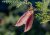 Vainas rojas y rosas de semillas de la planta africana Sutherlandia frutescens colgando de una rama con hojas verdes pequeñas sobre un fondo desenfocado