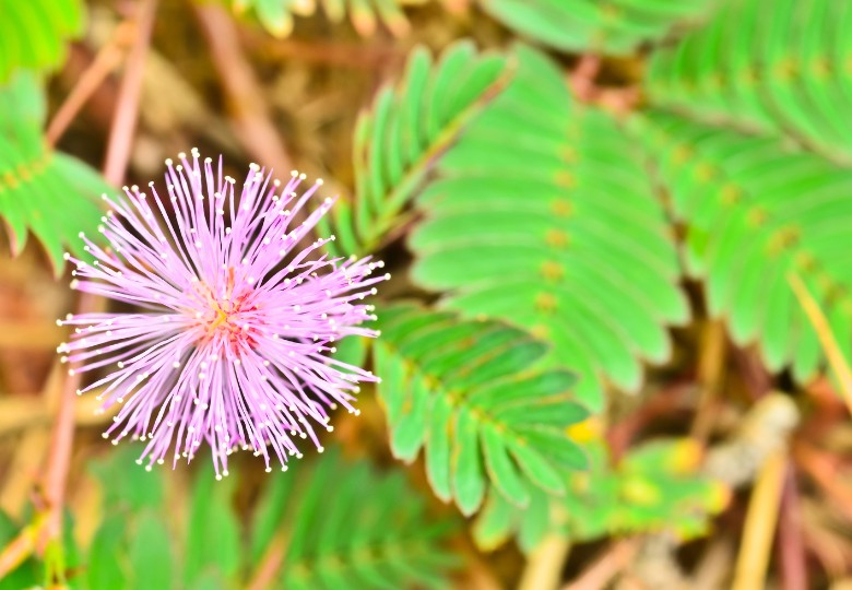Mimoza pudică (Mimosa pudica) 7 semințe :: Pěstík