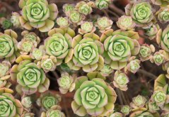 Aeonium spathulatum (Aeonium spathulatum) cca 15 semien