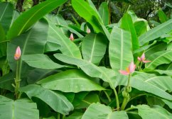 Plátano enano rosa con grandes hojas verdes y flores rosas creciendo en jardín entre vegetación y árboles