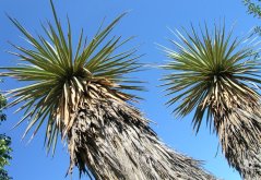 Juka Thompsonova (Yucca thompsoniana) 10 semien