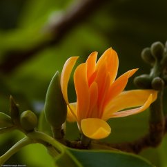Magnólie champacea (Magnolia champaca) 6 semen