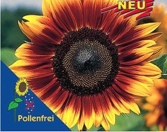 Balení semen slunečnice Helianthus ProCut s velkým žluto-červeným květem na modro-zeleném obalu s označením Pollenfrei