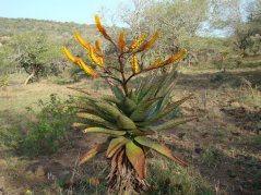 Aloe spectabilis floreciente en la naturaleza - gran planta suculenta con hojas verdes puntiagudas y altos tallos florales naranjas