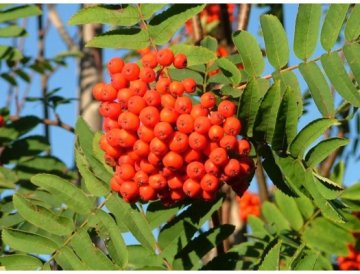 Lijsterbes - Sorbus aucuparia