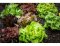 Que semer en été ? Salades, radis ou herbes aromatiques