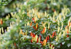 Paprika divoká (capsicum annuum 'Sweet Nariniense') 5 semen