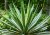 Agave bracteosa tyypillisillä vihreillä lehdillä valkoisin reunoin ruusukemaisessa järjestyksessä, mehevä kasvi pitkillä kapeilla lehdillä