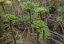 Aeonium spathulatum (Aeonium spathulatum) cca 15 semen