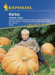 Dýně Atlantic Giant - semena dýně