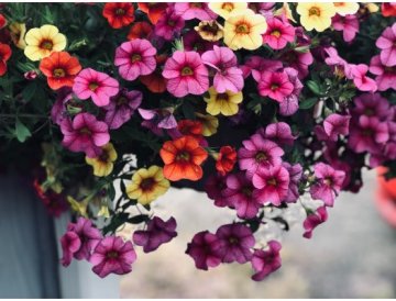 Un massif aux couleurs vives et de charmantes jardinières