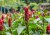 Inflorescență roșie de ghimbir ornamental cu vârfuri portocalii pe fundal de frunze verzi, exemplu de plantă tropicală înflorită din pachet 5 semințe