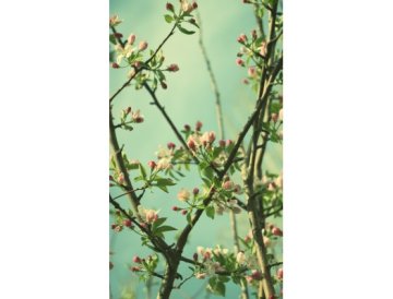 Come potare gli alberi da frutto