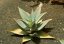 Mladá rostlina Aloe striata s typickými modrozelenými masitými listy uspořádanými do růžice s charakteristickými žlutými okraji